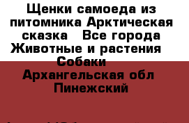 Щенки самоеда из питомника Арктическая сказка - Все города Животные и растения » Собаки   . Архангельская обл.,Пинежский 